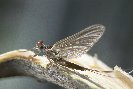 Mayfly &copy; Jay Photos