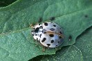 Spotted Beetle &copy; Jay Photos