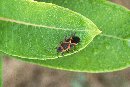 Eastern Box Elder Bug &copy; Jay Photos