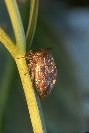Buffalo Treehopper &copy; Jay photos
