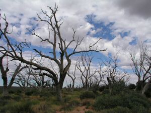 DMenindee2.JPG