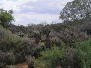 DMenindee7.JPG