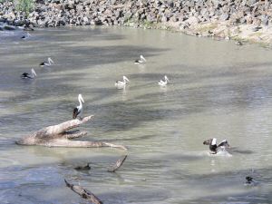 DMenindee8.JPG