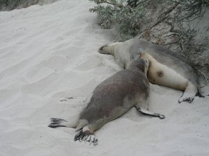 MKangorooIsland11.JPG