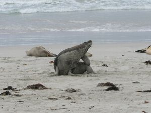 MKangorooIsland12.JPG