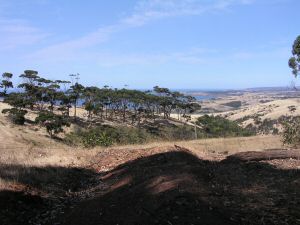 MKangorooIsland8.JPG