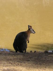 MKangorooIsland9.JPG
