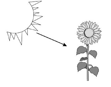 sunflower.JPG