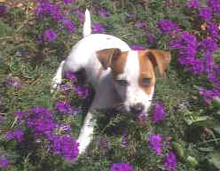 Ralph in the garden!