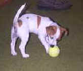 Playing with the tennis ball