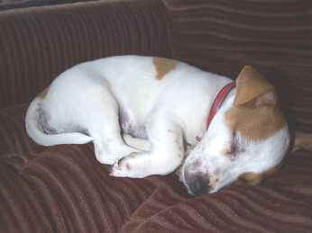 Tired puppy