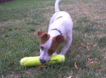 This bouncy toy is great!!