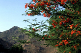 Arunachala
