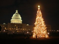 The Capitol Christmas Tree