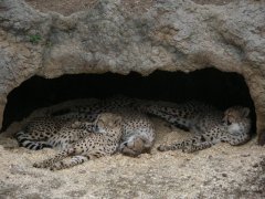 The National Zoo - Wildlife