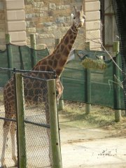 The National Zoo - Wildlife