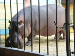The National Zoo - Wildlife