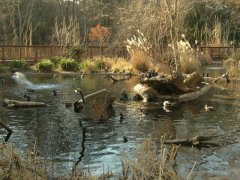 The National Zoo - Wildlife