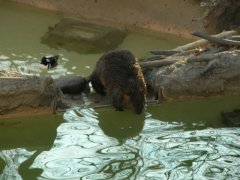 The National Zoo - Wildlife
