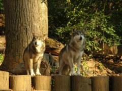 The National Zoo - Wildlife
