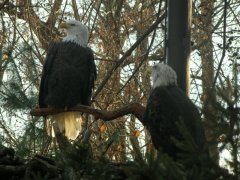 The National Zoo - Wildlife