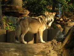 The National Zoo - Wildlife