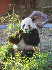 The National Zoo - Wildlife
