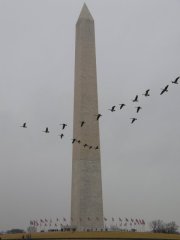 The Washington Monument