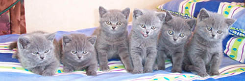 6 British blue kittens