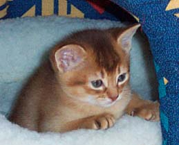 Ruddy Kitten
