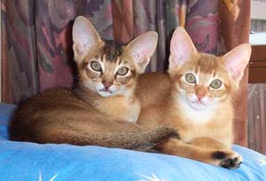 Ruddy and Chocolate kitten