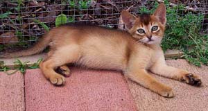 Ruddy Kitten
