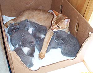 Just Babysitting