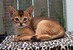 Ruddy Kitten