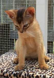 Abyssinian kitten