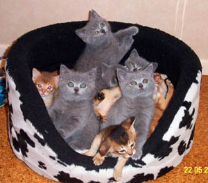 Abyssinian and British Blue kittens