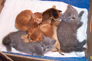 British Blue and Abyssinian kittens