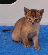 Ruddy kitten