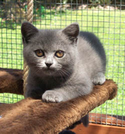 British Blue kitten, 9 weeks old