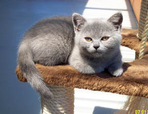 British Blue Kitten