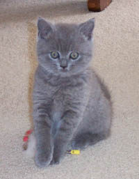 British Blue kitten