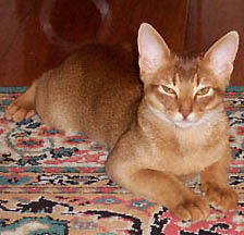 Ramazotti Cougar