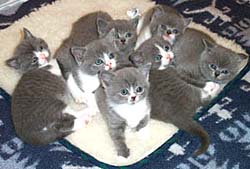 British blue and bi-colour kittens