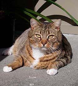 Sugarpuss