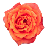 Flower1
