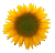Flower3