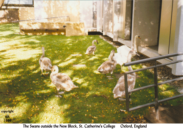 The swans outside the New Block