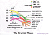 brchplx.gif (185693 bytes)