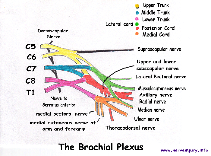 brachial plexus diagram t1 spine diagram t1 get free image about wiring diagram brachial plexus diagram t1 spine diagram t1 get free image about wiring diagram