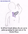 obstet1.gif (43087 bytes)